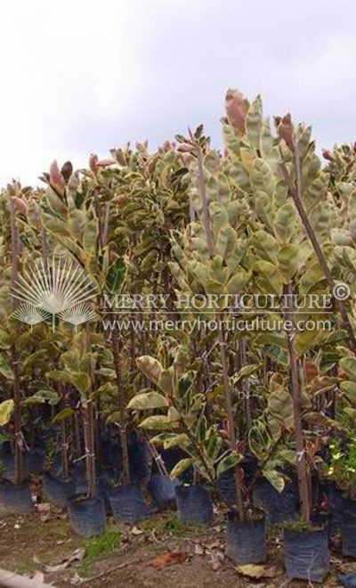 Ficus elastica variegated